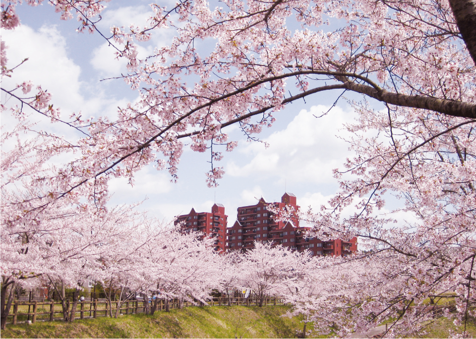 街に彩りを添える自慢の桜